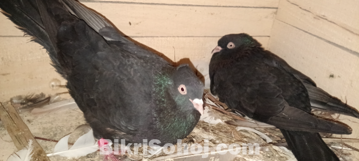 ময়না জাক কবুতর